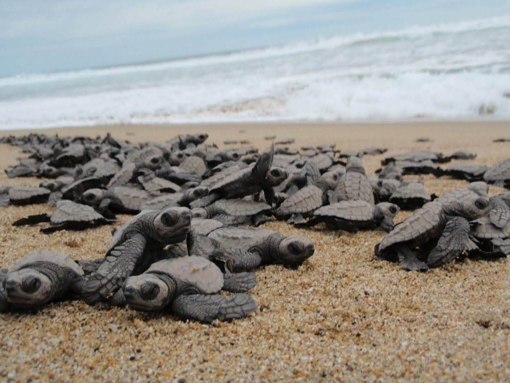 Campamentos Tortugueros se encuentran en preparaciones