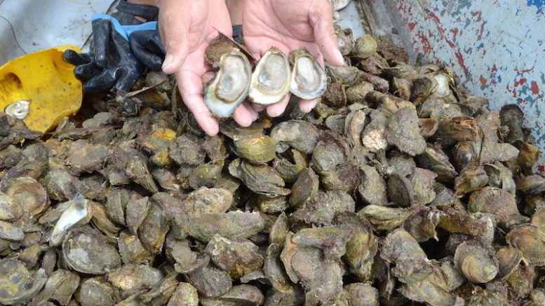 Veda del Ostión en Zihuatanejo