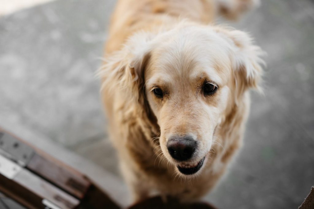 Colegio Guerrerense de Médicos Veterinarios criticar la estrategia de esterilización