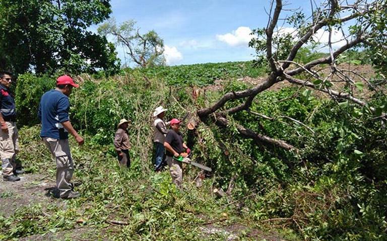 Las lluvias del domingo causaron caídas de árboles