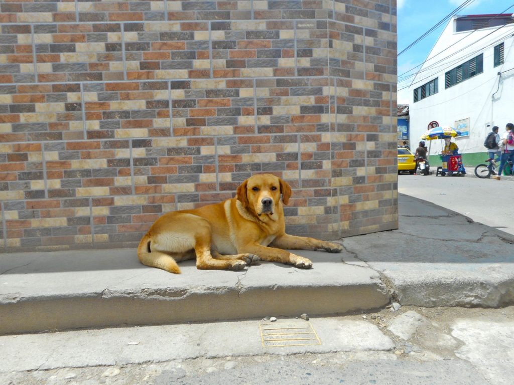 Campaña de esterilización para perros y gatos de las calles de Acapulco