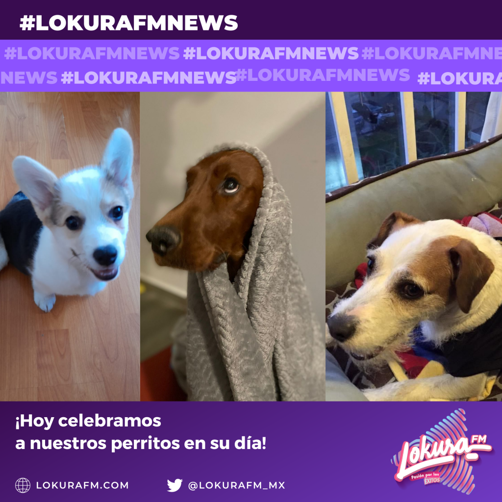 ¡Hoy celebramos a nuestros perritos en su día!