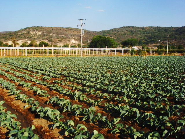 El programa de fertilizante se cubrió en un 100% en Guerrero
