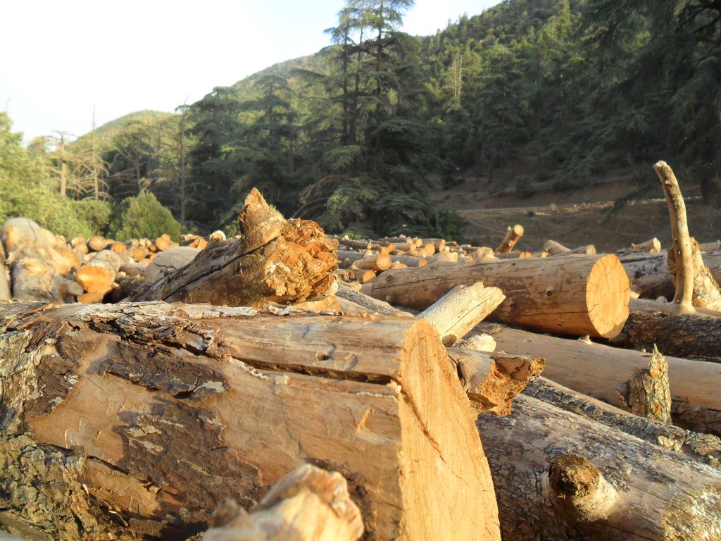 Para frenar la tala ilegal en Guerrero capacitaron a Policía Ecológica