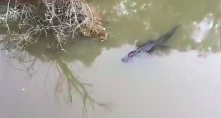 Capturan un cocodrilo de metro y medio de largo en playa de Acapulco